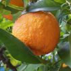 Slika Naranča