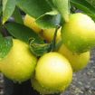 Slika Limun