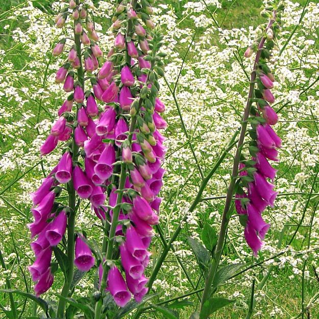 Slika Digitalis purpurni 