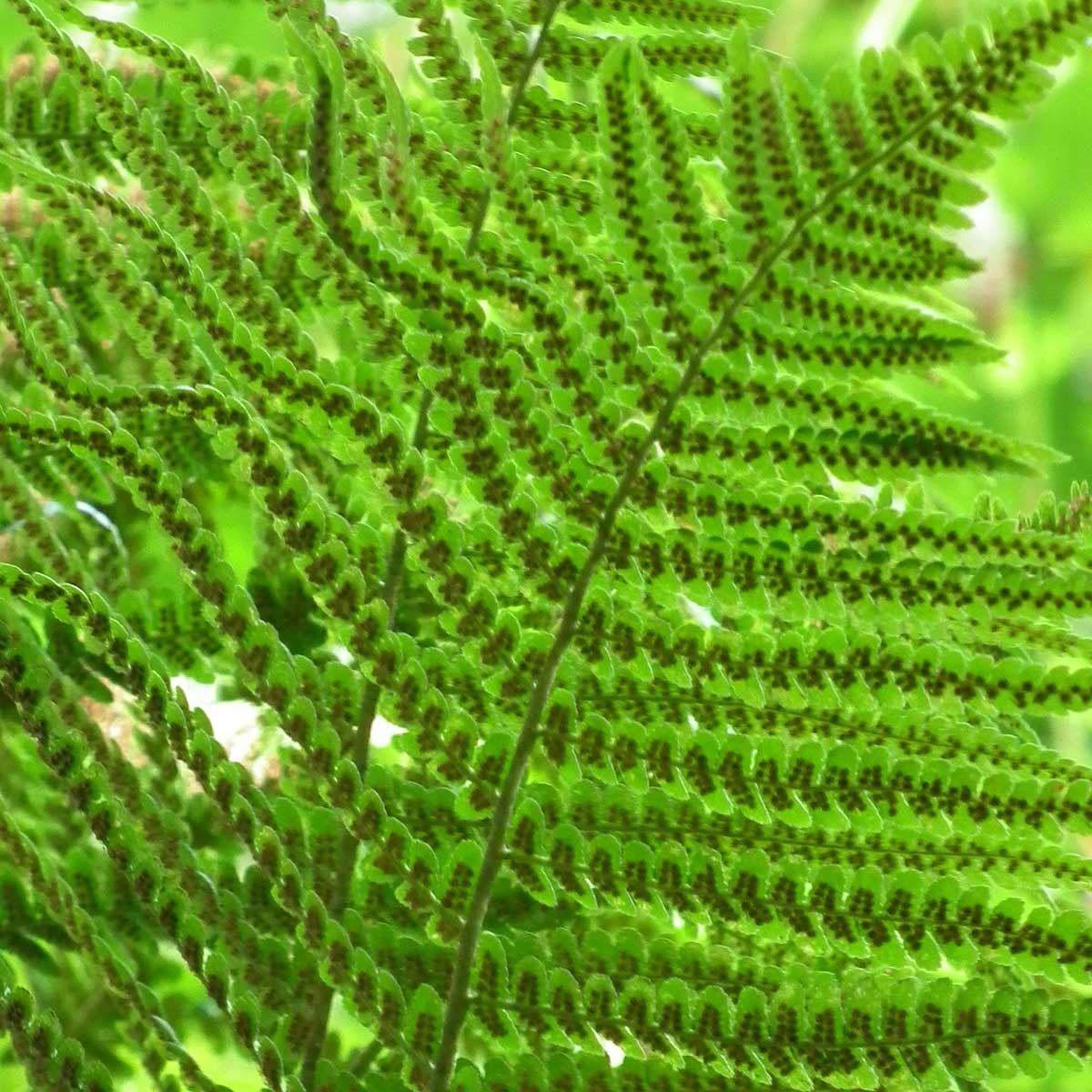 paprat,prava paprat, navala. Ljekovite biljke