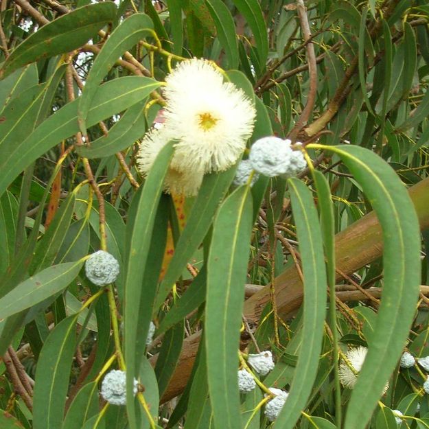 Slika Eukaliptus 