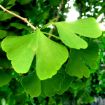 Slika Ginkgo biloba