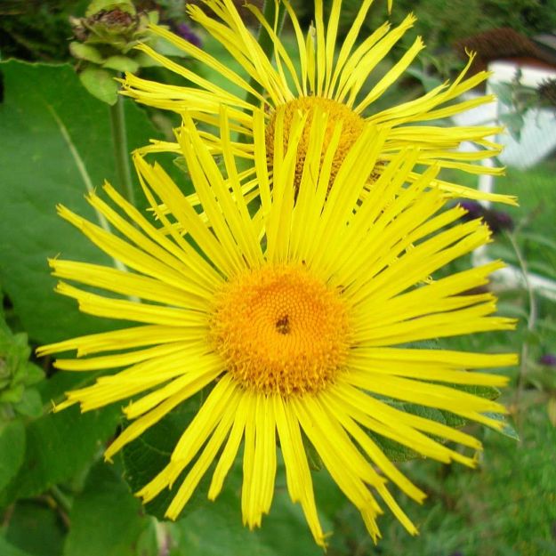 Slika Inula