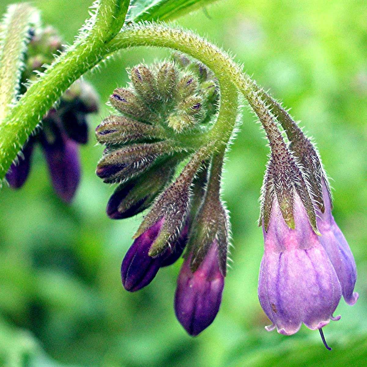 gavez, crni gavez, volujski jezik. Ljekovite biljke