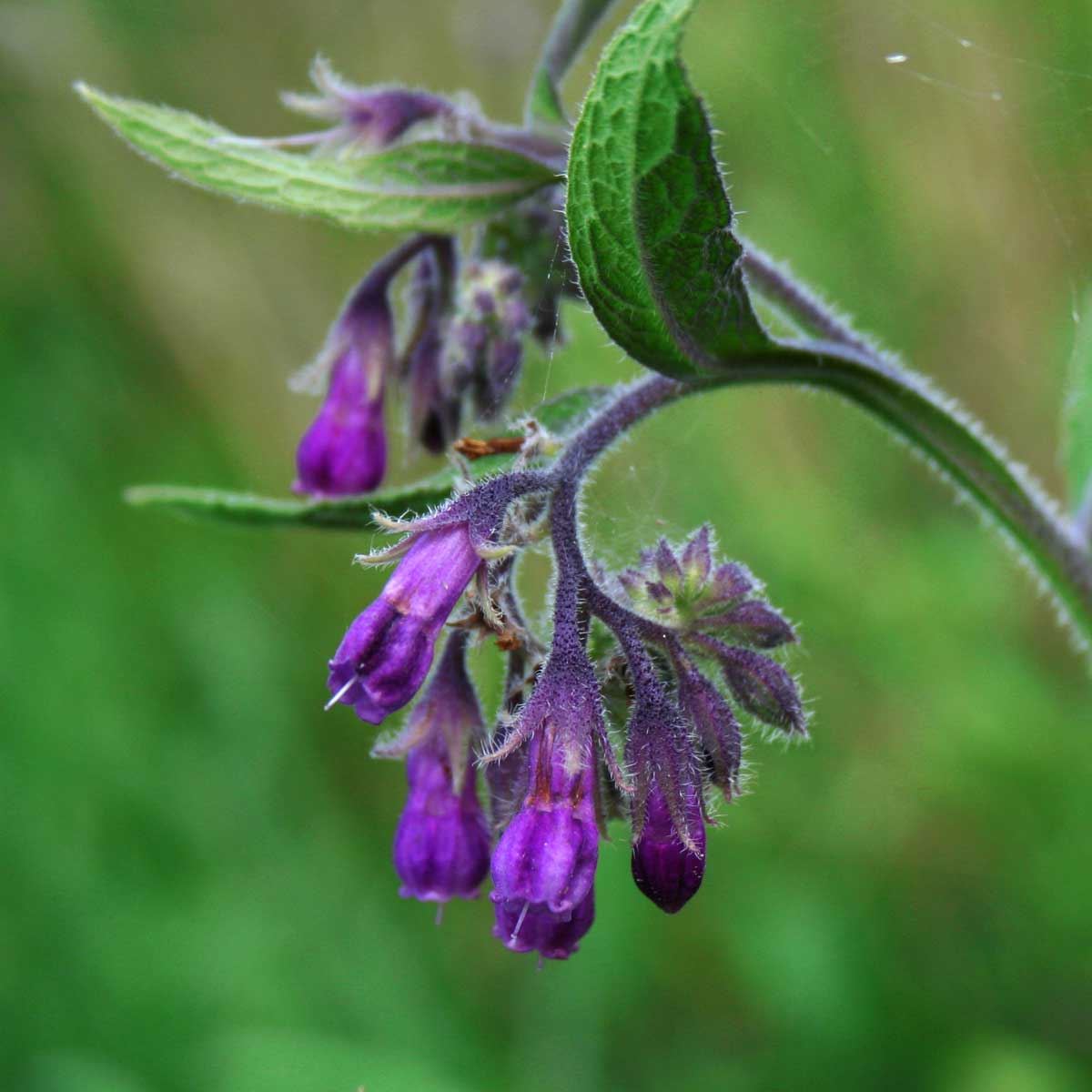gavez, crni gavez, volujski jezik. Ljekovite biljke