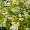 Slika Tanacetum