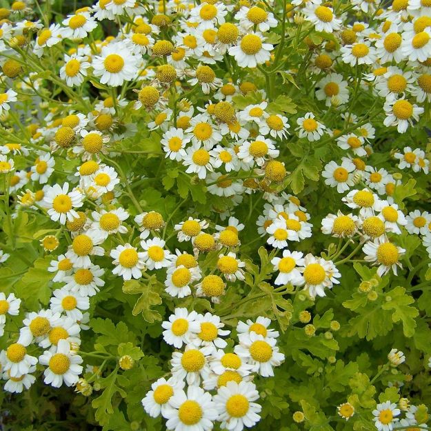 Slika Tanacetum