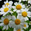 Slika Tanacetum