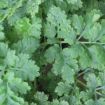 Slika Tanacetum