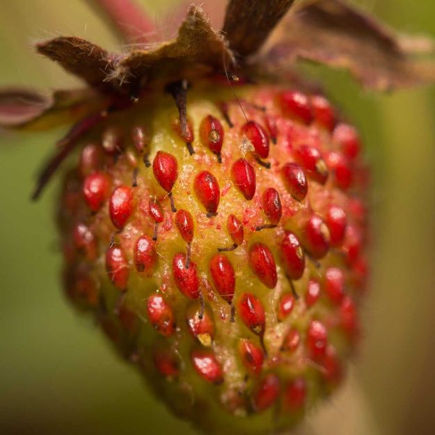 Slika Šumska jagoda