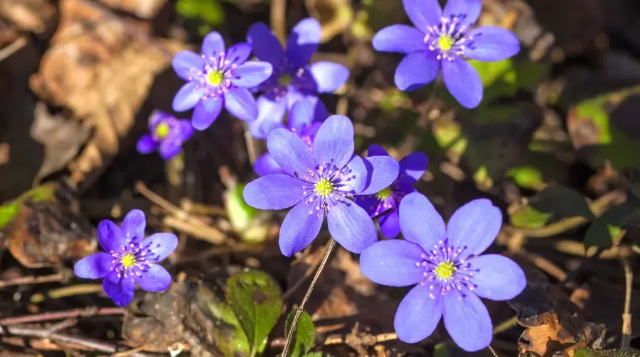 Recepti - JETRENKA - Anemone Hepatica