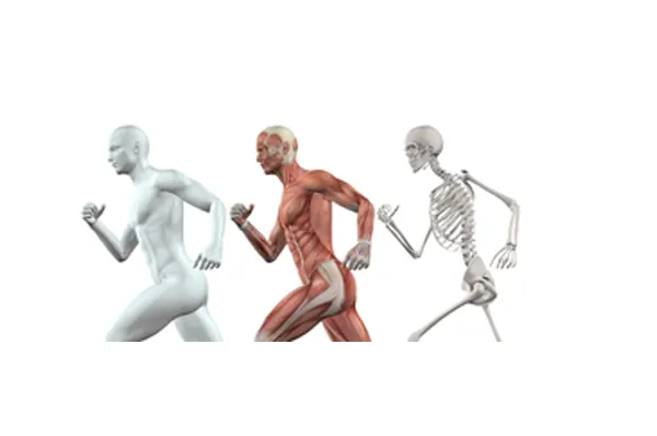Slika za kategoriju Mišići i kosti