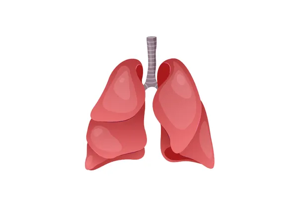 Slika za kategoriju Respiratorni sistem 