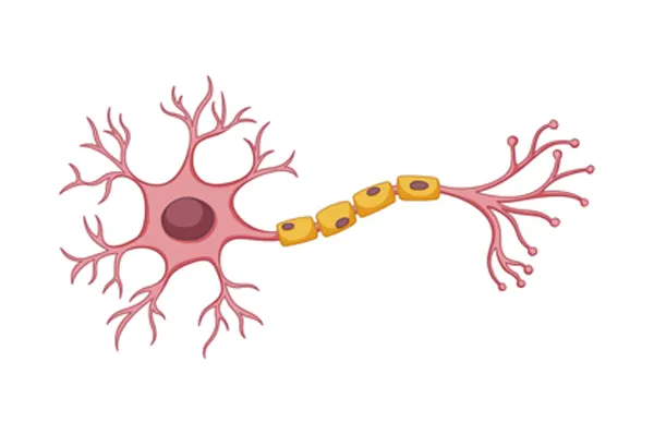 Slika za kategoriju Nervni sistem 