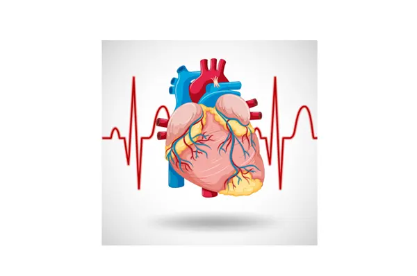Slika za kategoriju Srce i cirkulacija