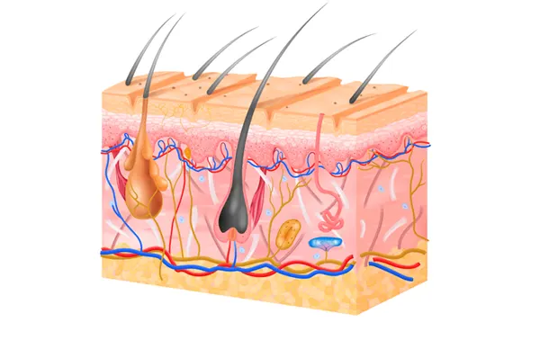 Slika za kategoriju Dermatološki