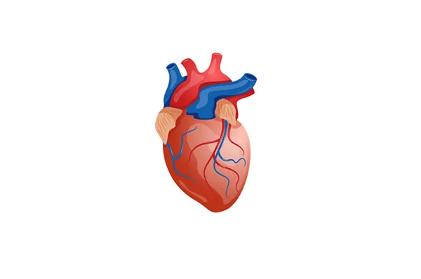 Slika za kategoriju Kardiološki